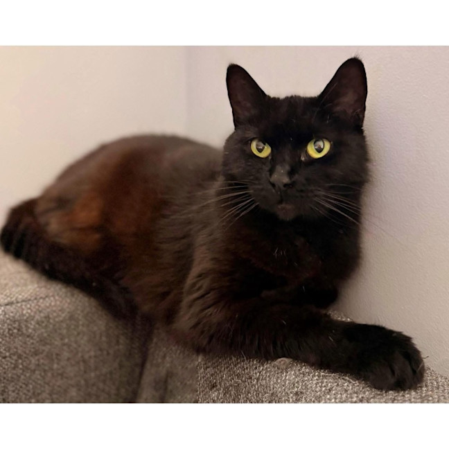 Photo of 13254   Mistletoe