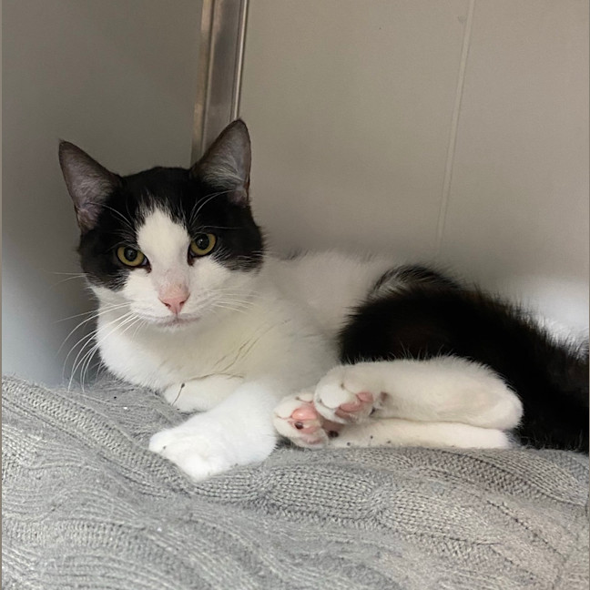 Photo of Bosco