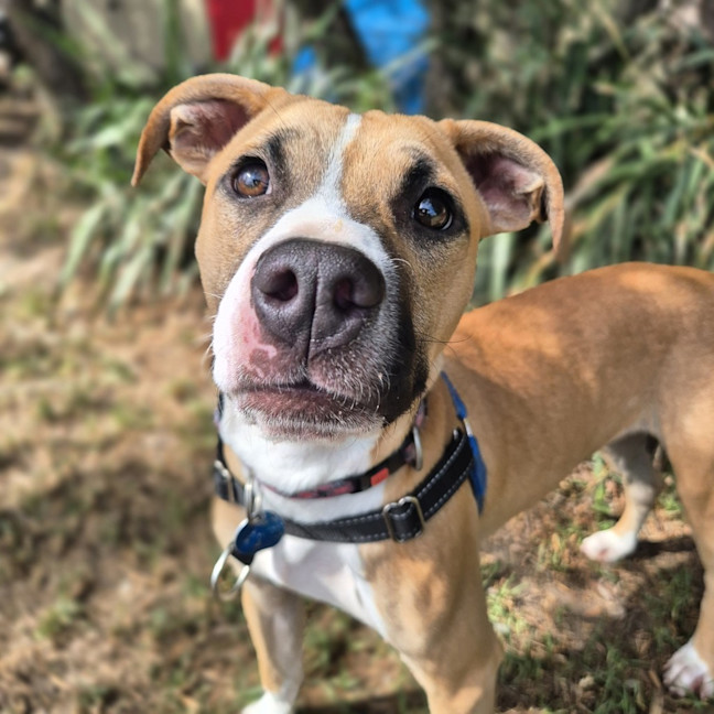 Photo of Tyke