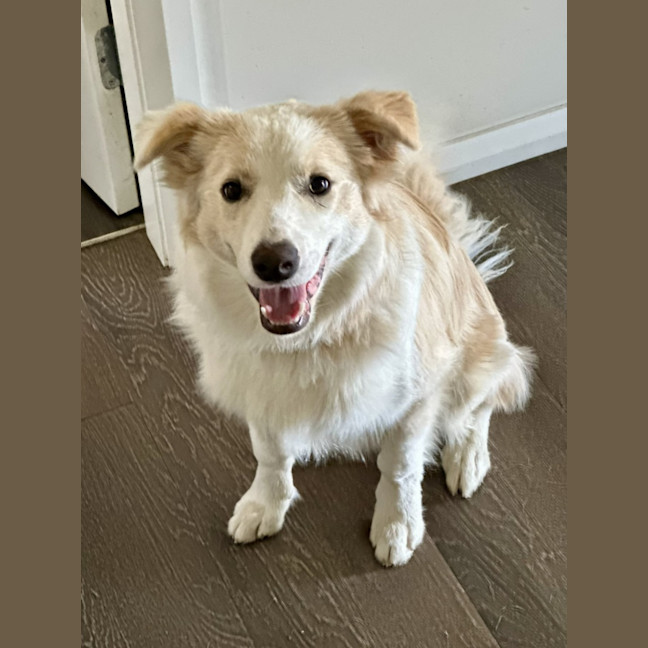 Photo of Biscuit