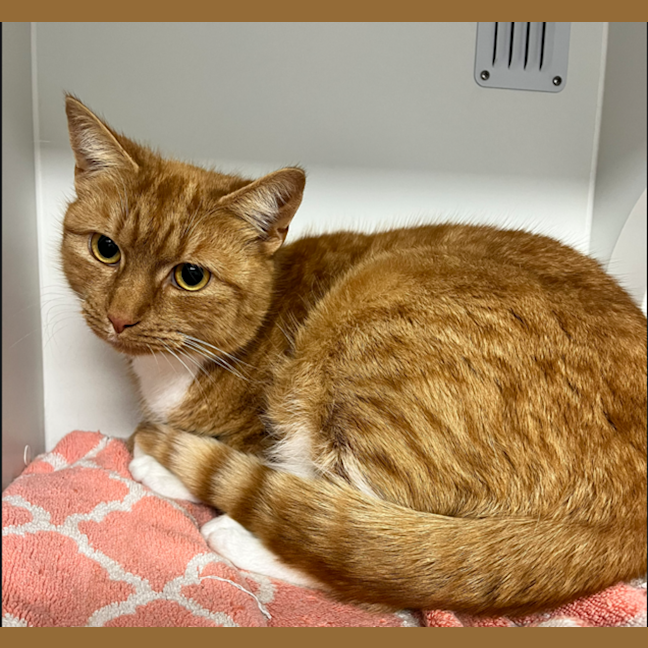 Photo of Ginger