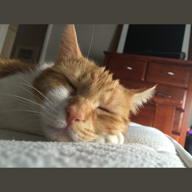 Ginger Female Domestic Short Hair (DSH) Cat in VIC PetRescue