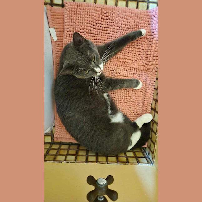 Photo of Butternut