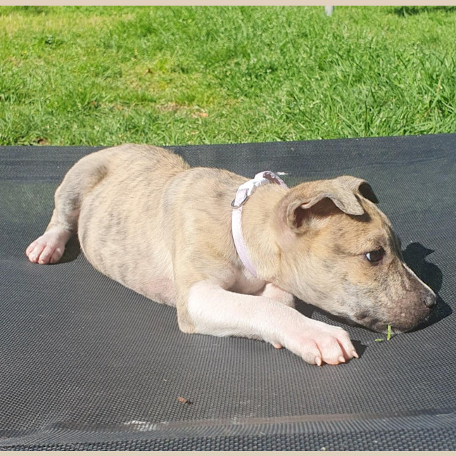 Photo of Eevie 🌼🎀