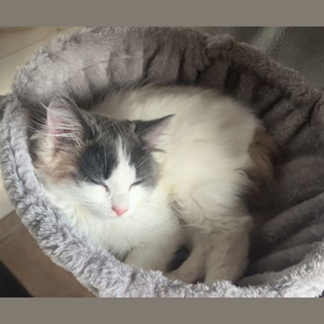 Photo of Lucy