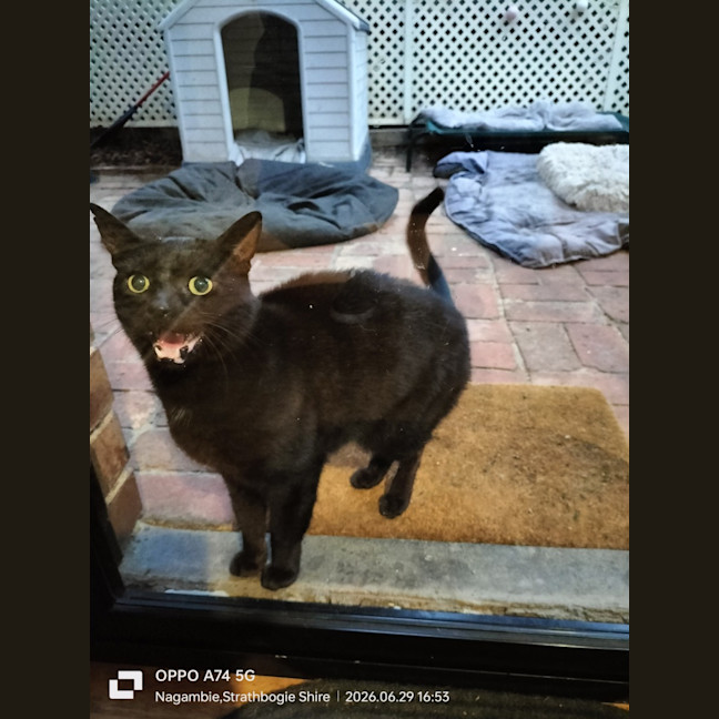 Photo of Bagheera