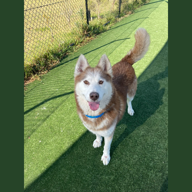 Photo of Prince Imp 1800