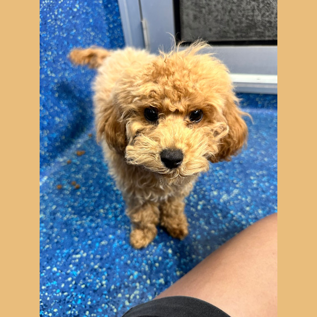 Photo of Milo
