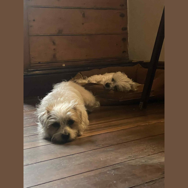 Photo of Ruby ~ 3 Year Old Terrier X. Non Shedding