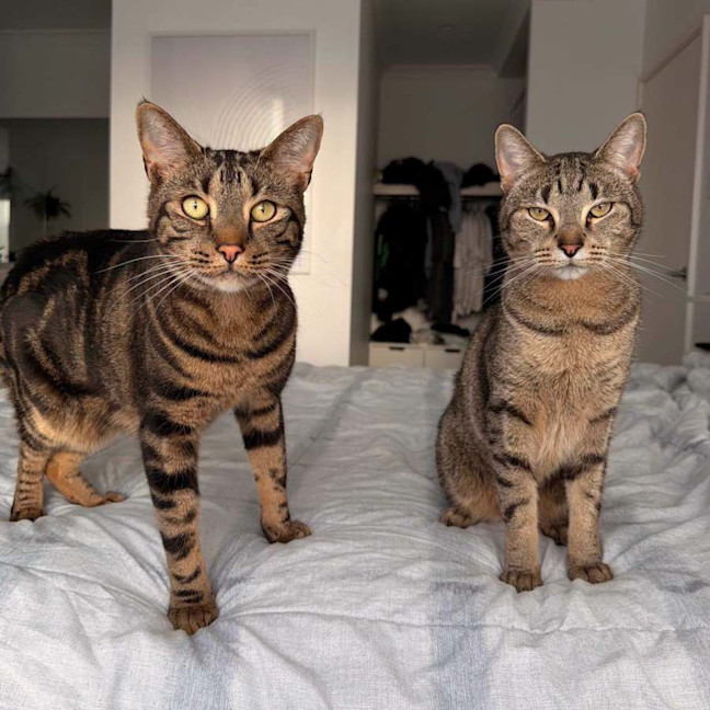 Photo of 14626 & 14627   Oakley & Chip