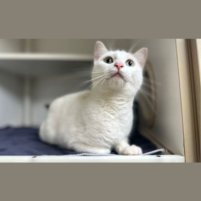 Photo of Daisy