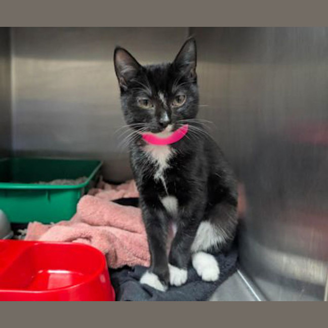 Photo of Pepper