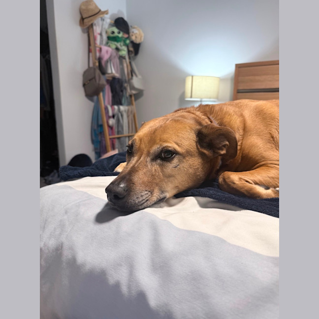 Photo of Bailey 