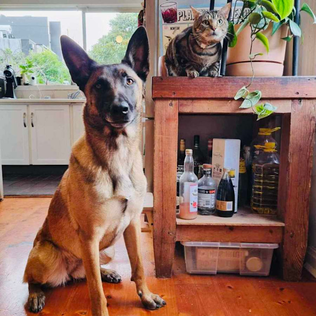 Photo of Dunkin'   Located In Coburg