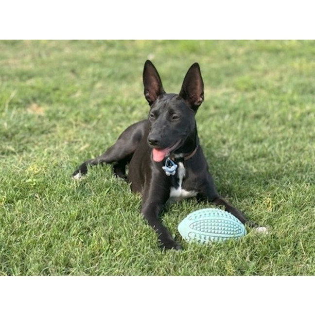 Photo of Loretta *$350 Adoption Fee*