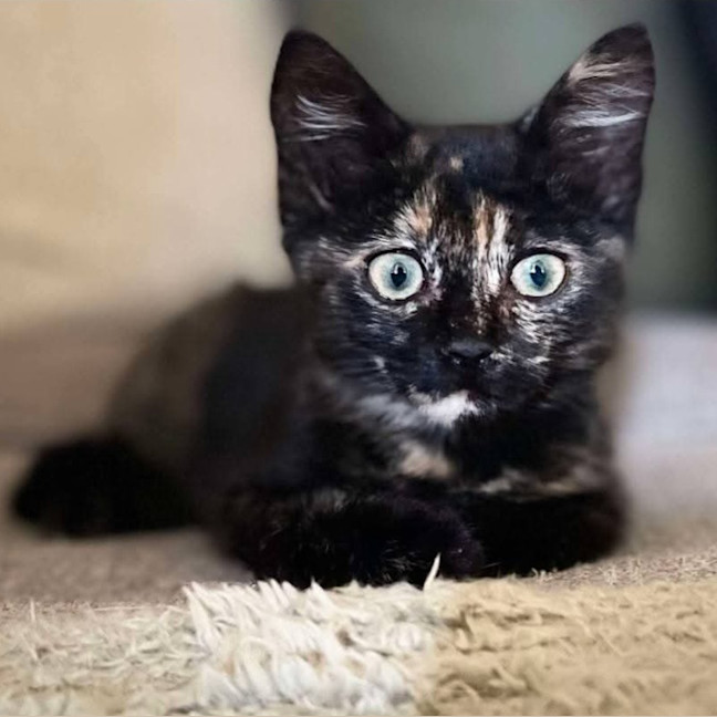 Photo of Treacle