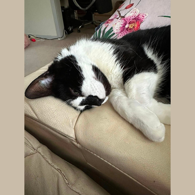 Photo of Ariki* 9 Lives Project Rescue*