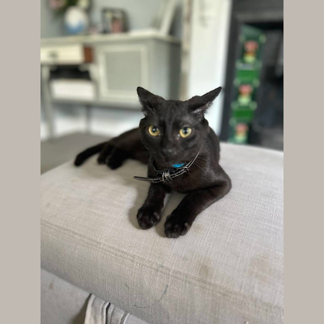 Photo of Java   Located In Surrey Hills