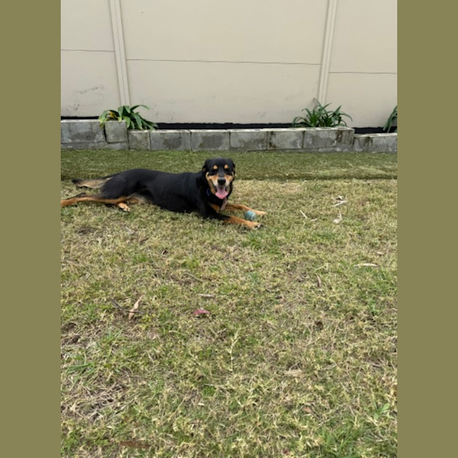 Photo of Jess   6 Year Old Kelpie X Labrador