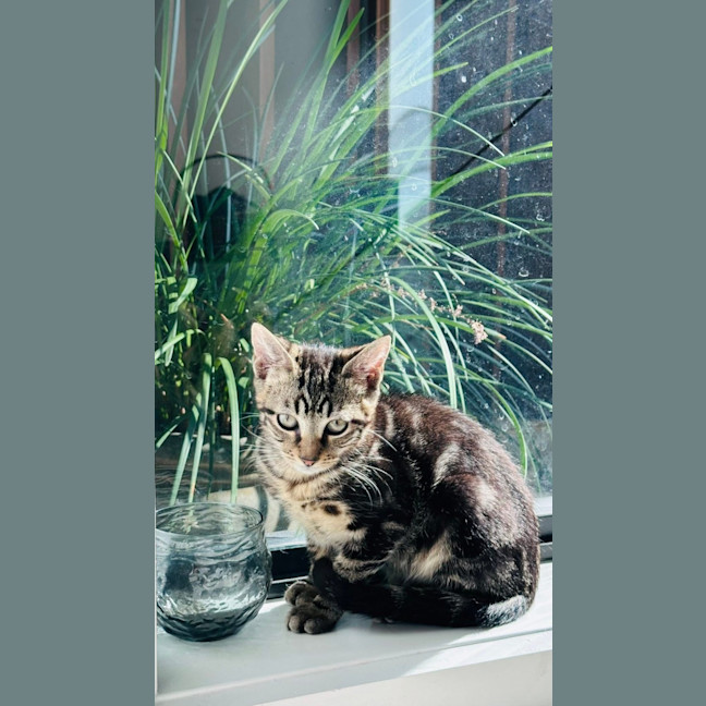 Photo of Tiki 