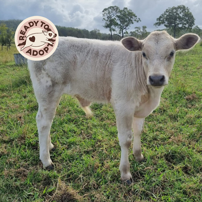 Photo of  Amora, Faith, Tim & Chance