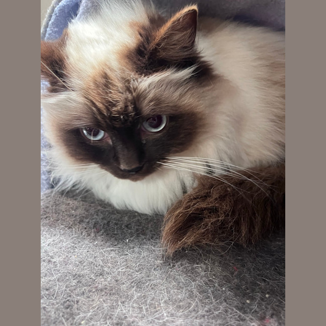 Photo of Muffin