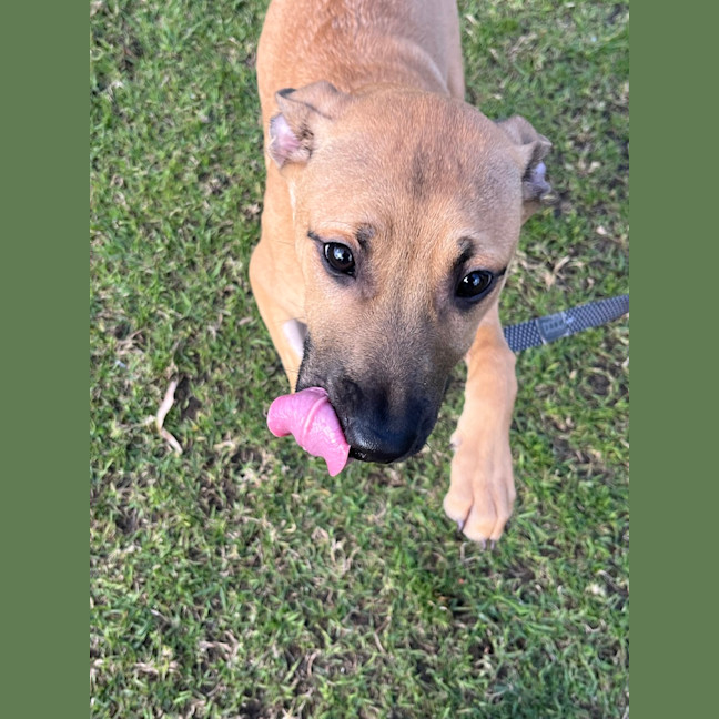 Photo of Rex
