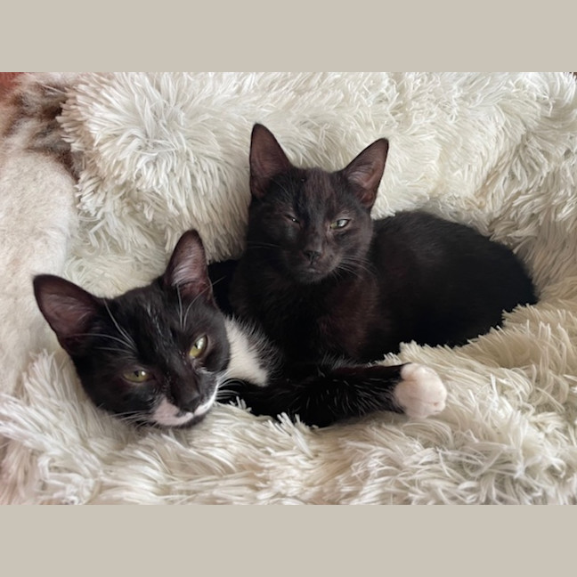 Photo of Geraldine   4 Month Old Domestic Short Hair