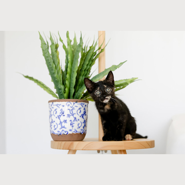 Photo of Freya