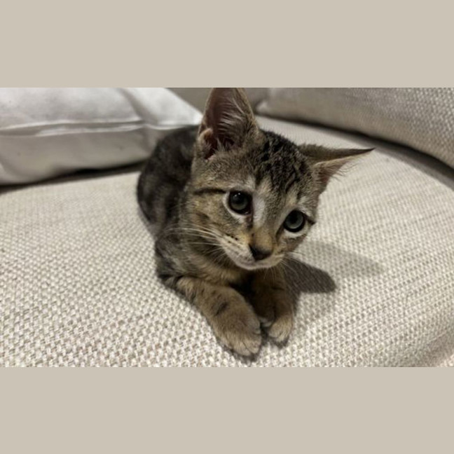 Photo of Daisy