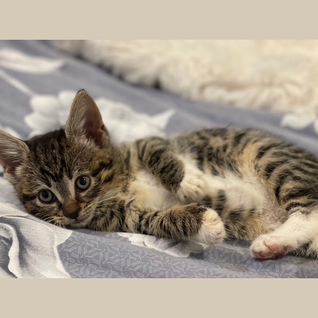 Photo of Nettie