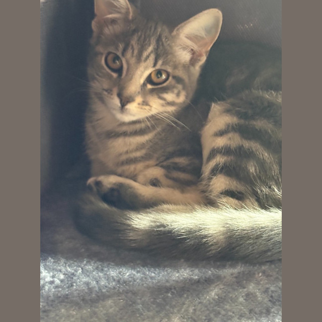 Photo of Tabitha   Reduced Adoption Fee $150