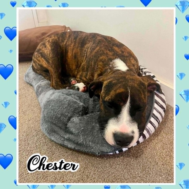 Photo of Chester