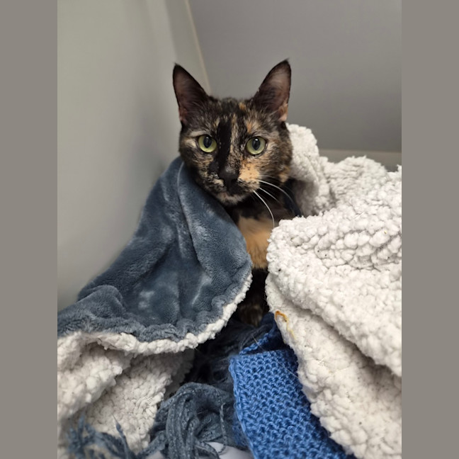 Photo of Pebbles