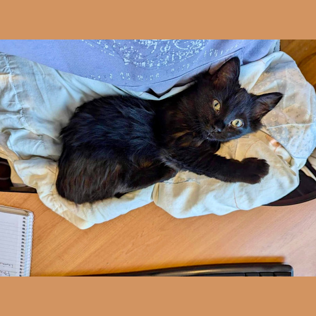 Photo of Poko 🥰 