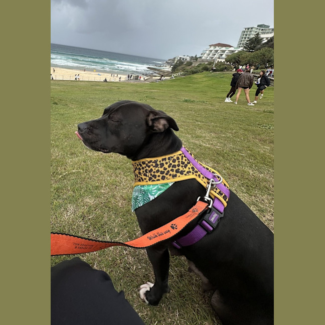 Photo of Bella