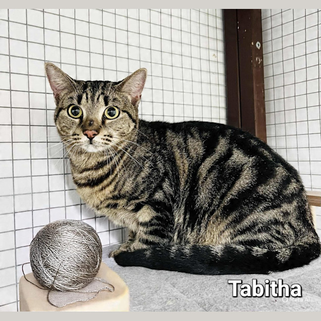 Photo of Tabbytha