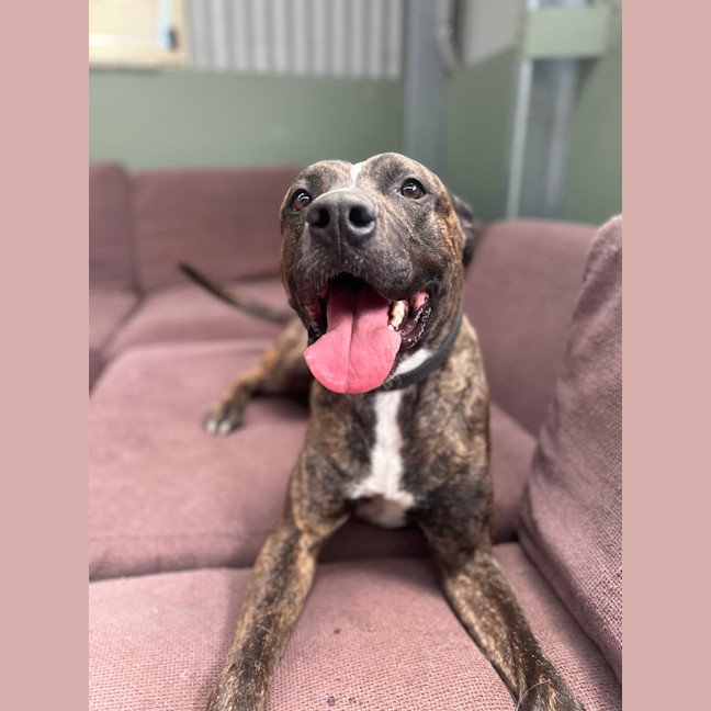 Photo of Boomer