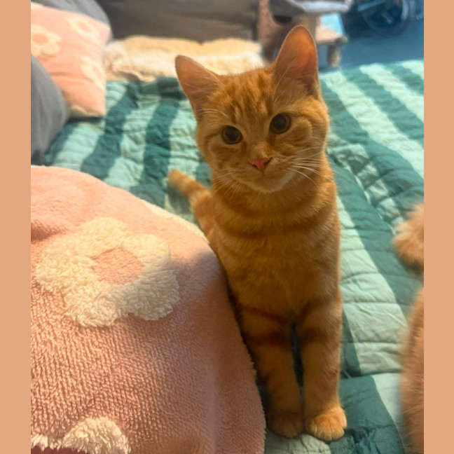 Photo of Joey