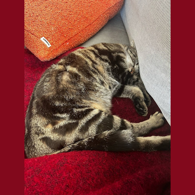 Photo of Cora   In Foster Care In Reservoir