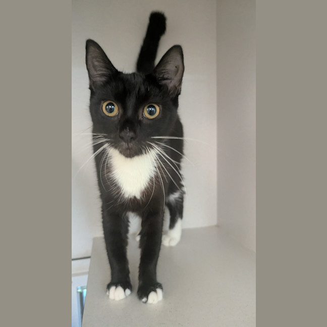 Photo of Clover