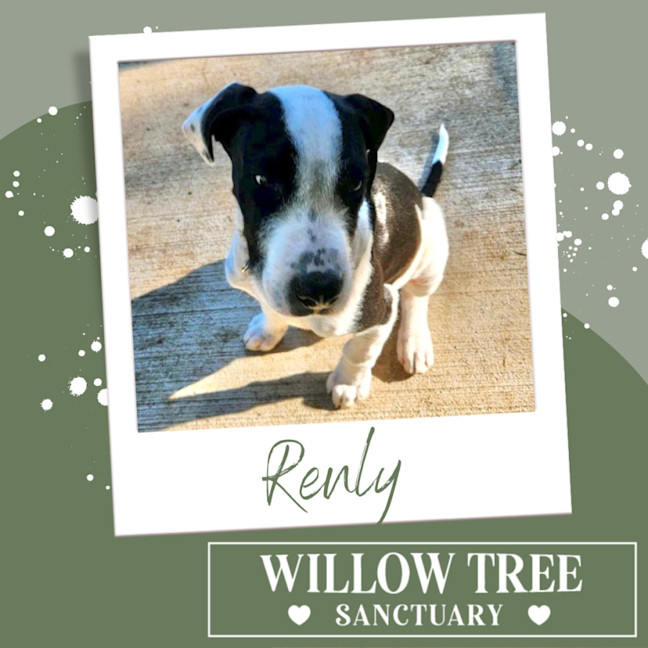 Photo of Renly