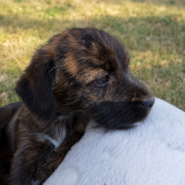 Photo of Wallace