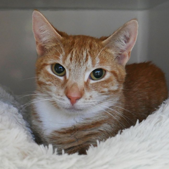 Photo of Triss Sua013320