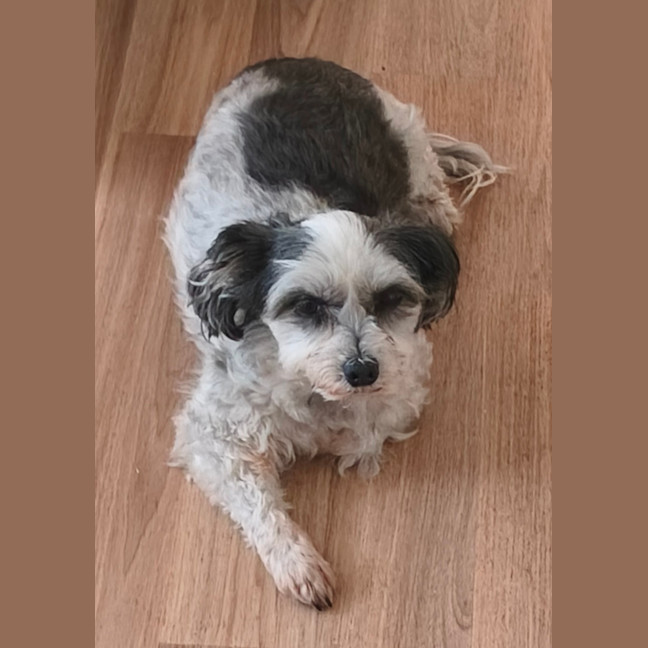 Photo of Toby   10 Year Old Maltese X