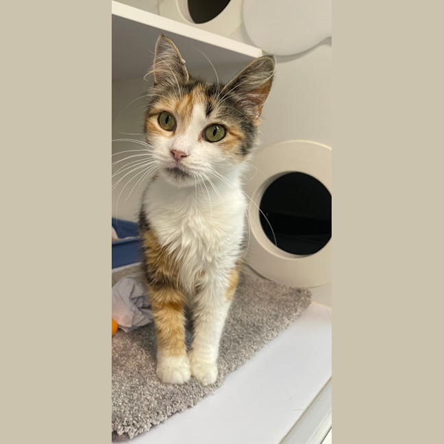Photo of Delilah
