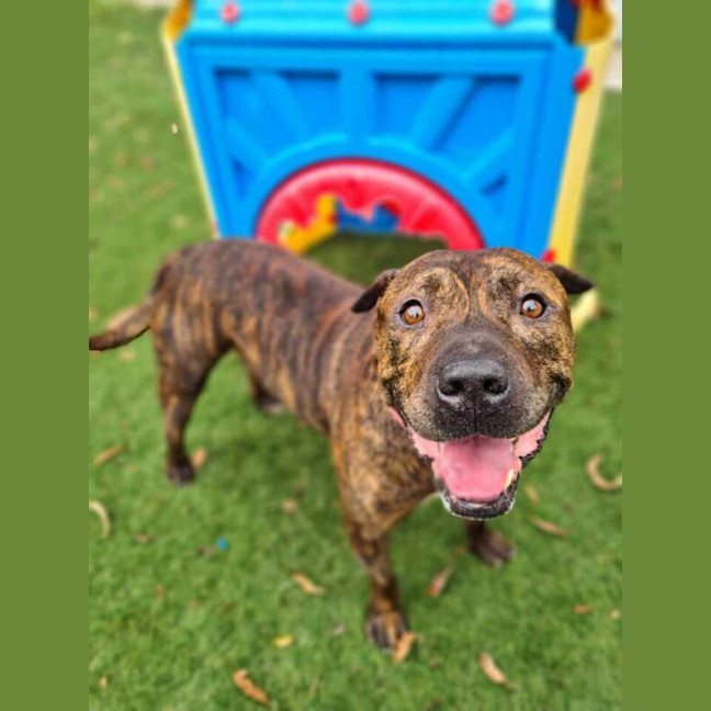 Photo of Buddy