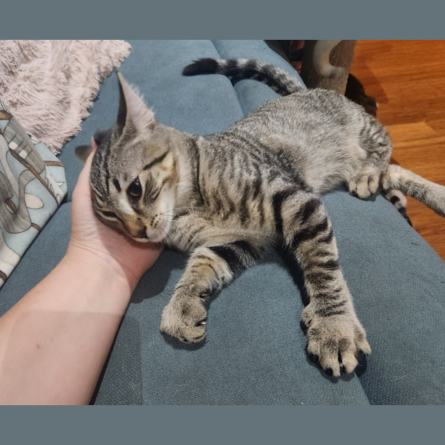 Photo of Martin   In Foster Care In Templestowe 