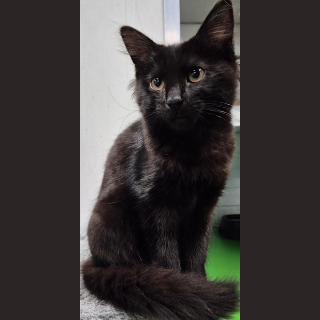 Photo of Vader