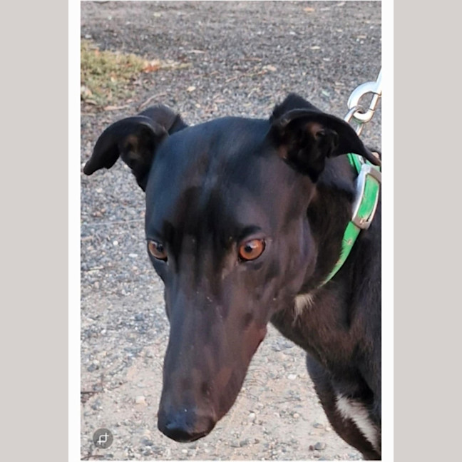 Photo of Brockie Cat Friendly